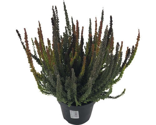 Vřesovec v květináči