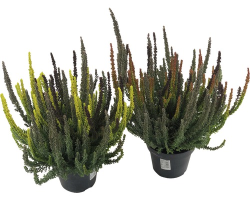 Dvě rostliny vřesu nádobového v květináči