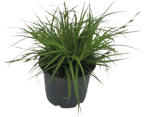 Ostřice ošimenská FloraSelf Carex oshimensis 'Green Wonder' 5-30 cm květináč 14 cm