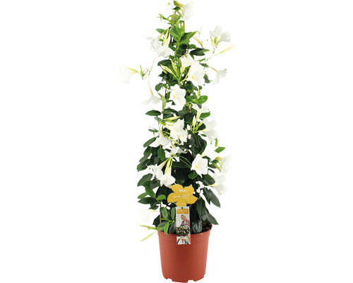 Mandevila, dipladénie pyramida bílá FloraSelf Dipladenia mandevilla 'Summerstar' celková výška cca 90 cm květináč Ø 21 cm