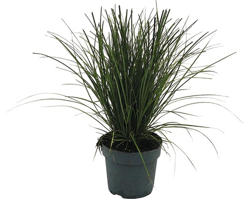 Ostřice červená FloraSelf Carex testacea 'Prairie Fire' 5-15 cm květináč Ø 14 cm