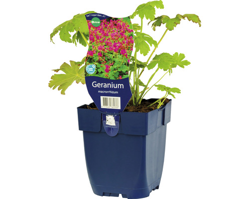 Kakost FloraSelf Geranium macrorrhizum 5-20 cm květináč 0,5 l