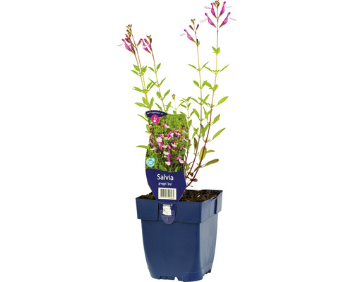 Šalvěj květnatá FloraSelf Salvia greggii 'Joy' 10-50 cm květináč 0,5 l