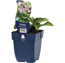 Bohyška zakrslá modrozelená FloraSelf Funkie Hosta 'Blue Mouse Ears' výška 5-20 cm květináč 0,5 l