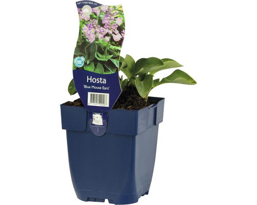 Bohyška zakrslá modrozelená FloraSelf Funkie Hosta 'Blue Mouse Ears' výška 5-20 cm květináč 0,5 l Bohyška zakrslá modrozelená FloraSelf Funkie Hosta 'Blue Mouse Ears' výška 5-20 cm květináč 0,5 l