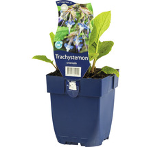 Trachystemon orientalis rostlina v květináči