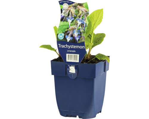 Trachystemon orientalis rostlina v květináči