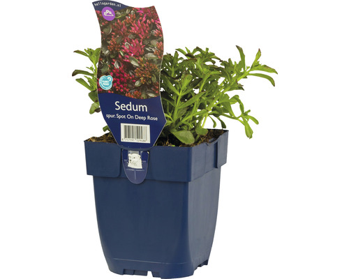 Rozchodník pochybný FloraSelf Sedum spurium 'Spot On™ Deep Rose' výška 5-10 cm květináč 0,5 l