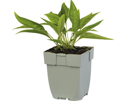 Rostlina v květináči