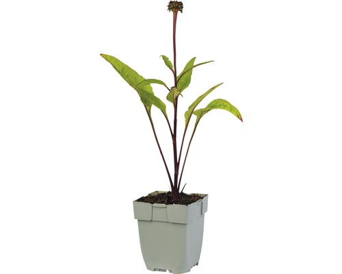 Kvetoucí rostlina v květináči