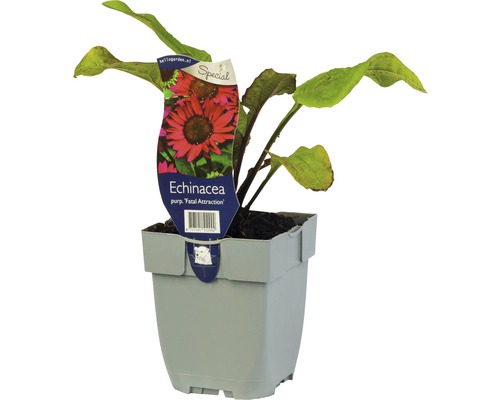 Třapatka růžová Echinacea purpurea 'Fatal Attraction' 5-50 cm květináč 0,5 l Rostlina Echinacea v květináči