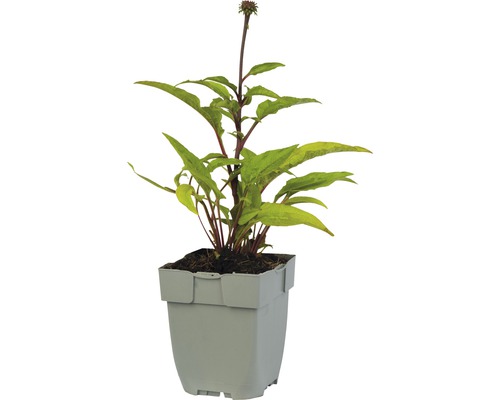 Třapatka v květináči