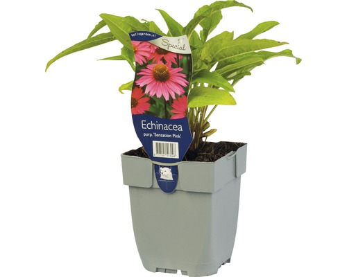 Třapatka nachová Echinacea ‘Sensation Pink’ ® 5-20 cm květináč 0,5 l