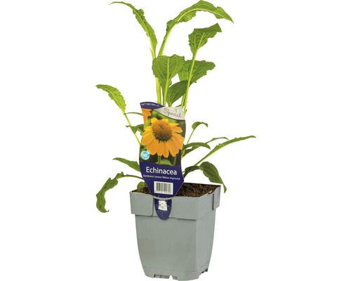 Třapatka žlutá Echinacea purpurea 'Sombrero Lemon Yellow' 5-20 cm květináč 0,5 l Rostlina Echinacea v květináči