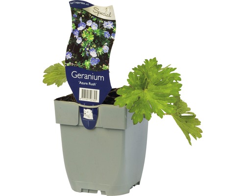 Kakost FloraSelf Geranium wallichianum 'Azure Rush' ® 5-30 cm květináč 0,5 l