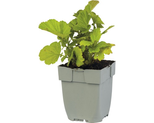 Rybíz v květináči