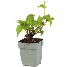Rdesno Bistorta amplexicaulis 'Lisan' 5-60 cm květináč 0,5 l
