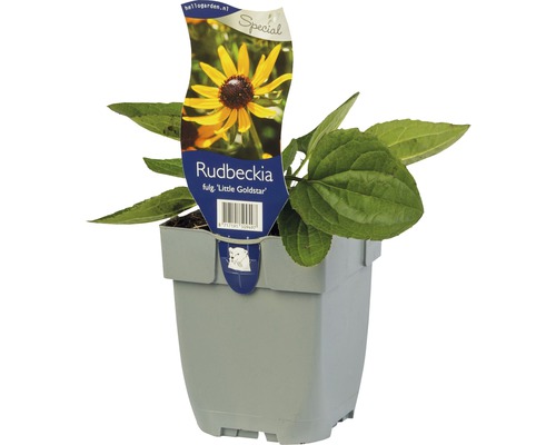 Třapatka zářivá FloraSelf Rudbeckia fulgida 'Little Gold Star' ® výška 5-50 cm květináč 0,5 l