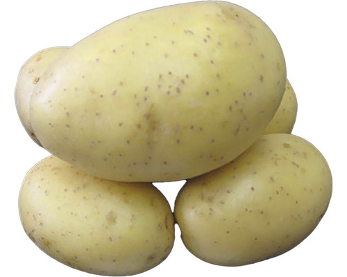 Sadbové brambory PRINCESS žluté rané 10 kg