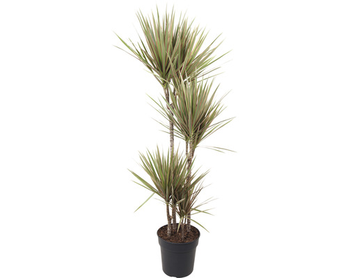 Dračinec FloraSelf Dracaena marginata 'Bicolor' výška cca 85 cm Ø 17 cm květináč