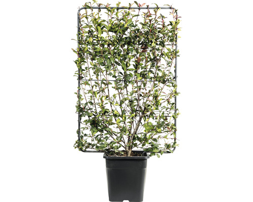 Blýskalka na špalíru FloraSelf Photinia fraseri 'Robusta Compacta' výška 120 x šířka 80 cm květináč 30 l