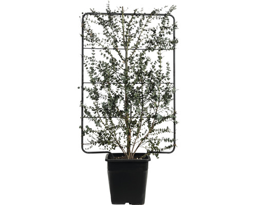 Blahovičník Gunnův na špalíru v 110 x š 50 cm FloraSelf Eucalyptus gunnii 'Azura' květináč 18 l