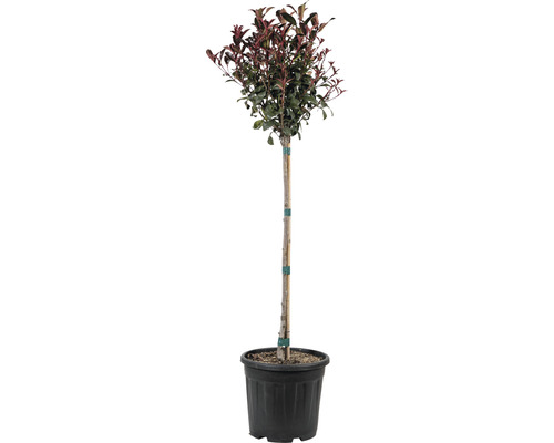 Blýskalka FloraSelf Photinia fraseri 'Robusta Compacta' polokmen 80 cm květináč 15 l