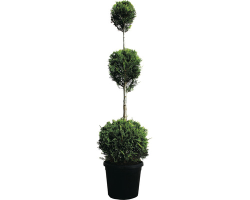 Cypřišovec Leylandův 3 koule FloraSelf Cupressocyparis leylandii 110-130 cm květináč 18 l