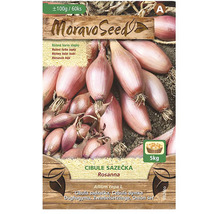 Cibule sazečka Rosanna v pětikilovém balení