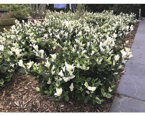 Brslen japonský FloraSelf Euonymus japonicus 'Mikajo'® výška 30-40 cm květináč 5 l keřovitý Brslen japonský FloraSelf Euonymus japonicus 'Mikajo'® výška 30-40 cm květináč 5 l keřovitý