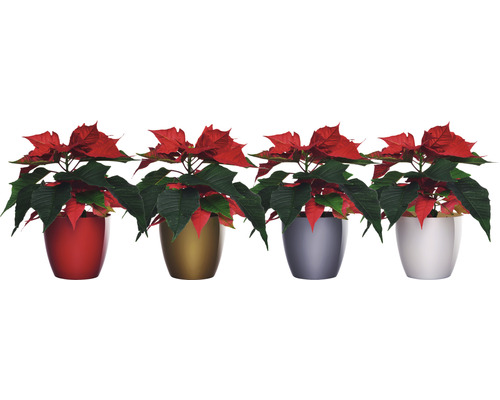 Čtyři vánoční hvězdy v květináčích