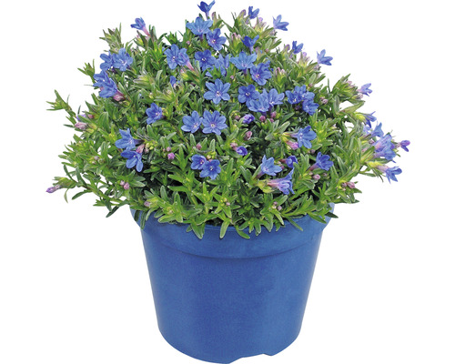 Modřenec modrý v květináči