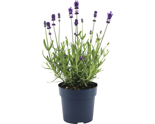 Levandule FloraSelf Lavandula angustifolia 'Felice' 15-20 cm květináč Ø 12 cm