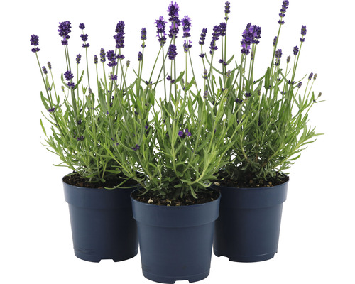 Tři rostliny levandule v květináčích