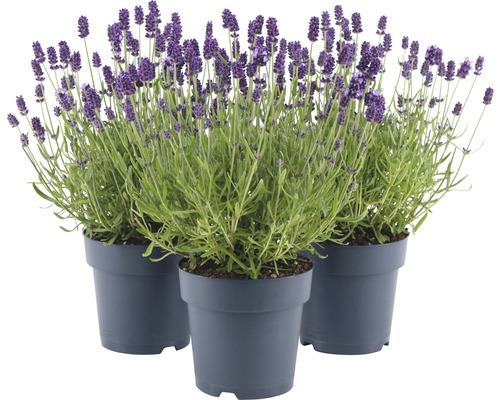 Levandule FloraSelf Lavandula angustifolia 'Felice' 20-25 cm květináč 1,5 l 1 ks