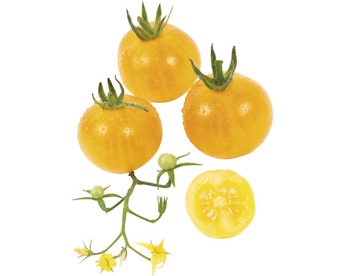 Rajče bonbon BIO žluté FloraSelf Floralie Gardening with kids květináč Ø 10,5 cm Žlutá rajčata se stonkem, květem a naříznutým rajčetem
