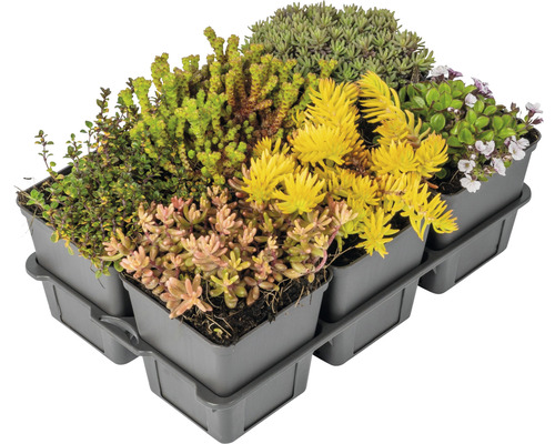 Zelená střešní kazeta s různými druhy rozchodníků