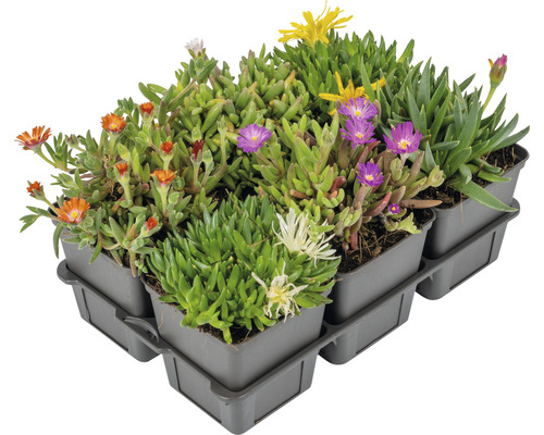 Kosmatec sedmikráskovitý v pěstebním květináči