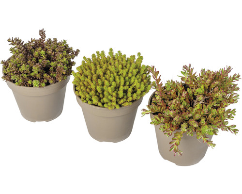 Tři rostliny Sedum v květináčích