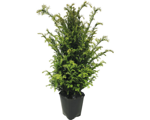 Tis FloraSelf Taxus baccata 60-80 cm v click květináči