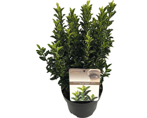 Brslen japonský FloraSelf Euonymus japonicus 'Green Spire' 20-30 cm květináč 2 l Brslen japonský ''Green Spire'' v květináči