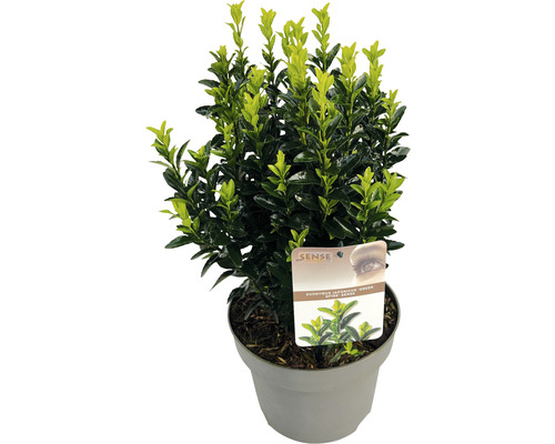 Brslen japonský FloraSelf Euonymus japonicus 'Green Spire' 30-40 cm květináč 5 l Brslen japonský v květináči