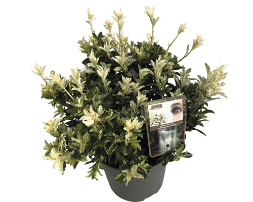 Brslen japonský FloraSelf Euonymus japonicus 'Pierrolino' výška 25-35 cm květináč 5 l
