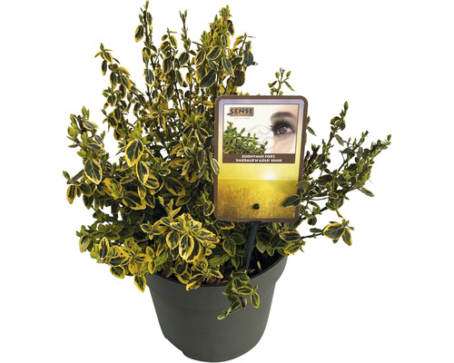 Brslen Fortunův žlutě panašovaný FloraSelf Euonymus fortunei 'Emerald 'n' Gold' 30-40 cm květináč 5 l