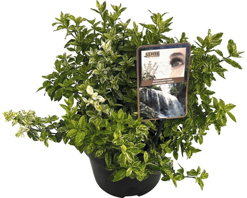 Brslen Fortuneův FloraSelf Euonymus fortunei 'Harlequin' výška 20-25 cm květináč 5 l