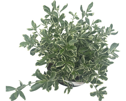 Brslen japonský drobnolistý 'Susan' FloraSelf Euonymus japonicus 'Susan' 25-30 cm květináč 5 l