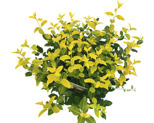 Brslen Fortuneův zářivě žlutý FloraSelf Euonymus fortunei GOLDMINE ® výška 25-30 cm květináč 5 l