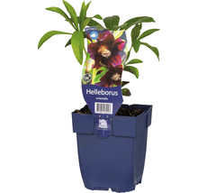 Čemeřice východní FloraSelf Helleborus orientalis květináč Ø 17 cm