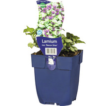 Hluchavka skvrnitá FloraSelf Lamium maculatum 'Beacon Silver' výška 5-20 cm květináč 0,5 l