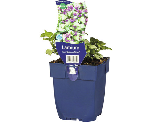 Hluchavka skvrnitá FloraSelf Lamium maculatum 'Beacon Silver' výška 5-20 cm květináč 0,5 l Hluchavka skvrnitá FloraSelf Lamium maculatum 'Beacon Silver' výška 5-20 cm květináč 0,5 l